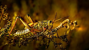 Grasshopper, , Background wallpaper