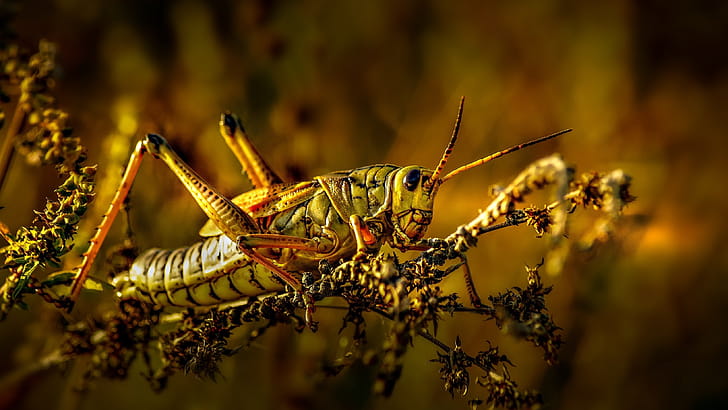 Grasshopper, , Background wallpaper