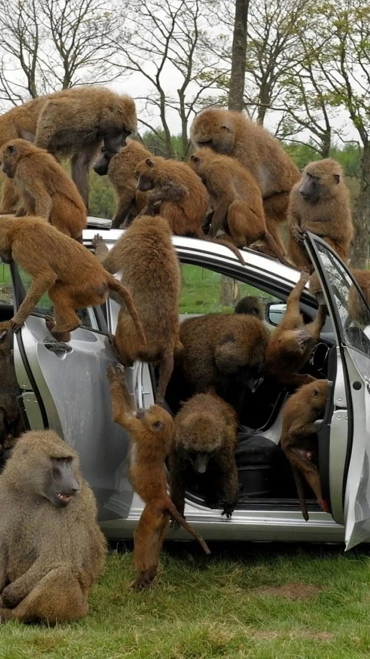 Baboon  collection, Android and iPhone ready,  backgrounds,  resolution phone wallpaper