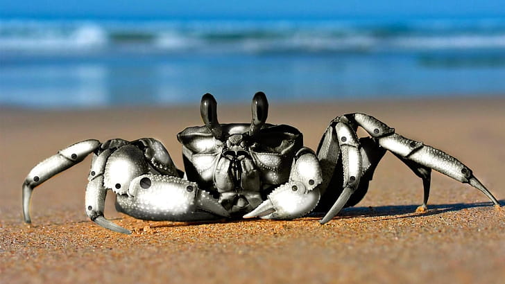 Robot, Crabs wallpaper