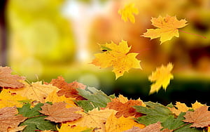 Pile, Maple Leaves wallpaper