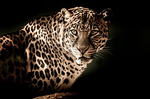 Leopard , leopard, animals wallpaper