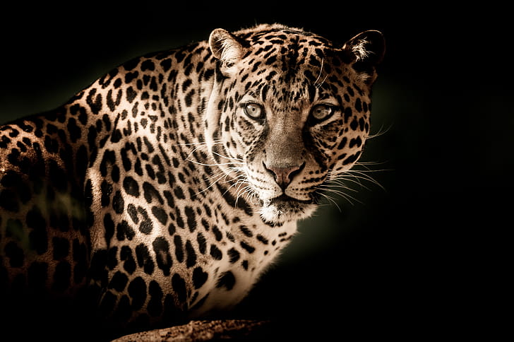 Leopard , leopard, animals wallpaper