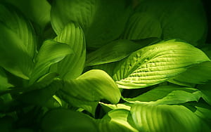 Hosta, Leaves wallpaper