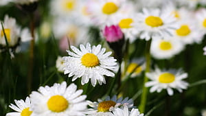 flower, macro wallpaper