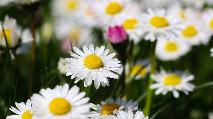 flower, macro wallpaper
