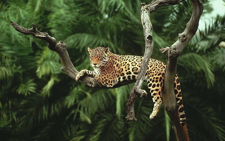 Leopard, Leopard , ER wallpaper