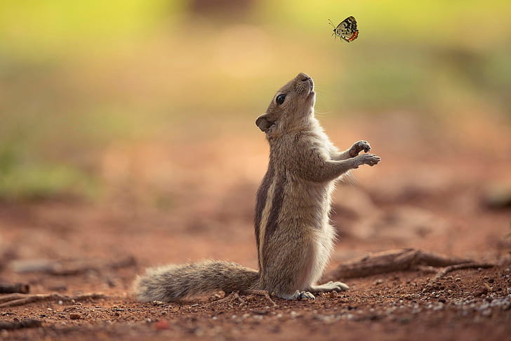 Chipmunk, Animals, , wallpaper