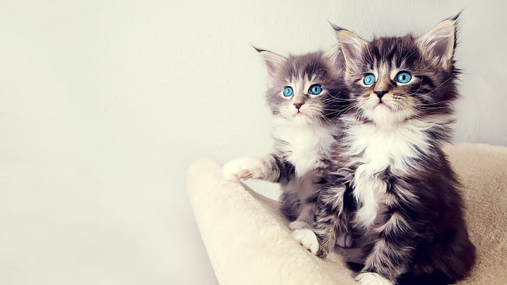 Pets , Classic, Unique wallpaper