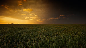 Sunset Fields, fields, nature, sunset wallpaper