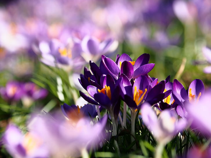 nature, crocus wallpaper