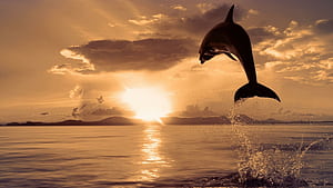 Jumping, Dolphins wallpaper