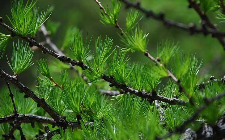 Twigs, Pine Trees wallpaper
