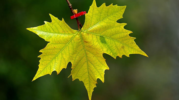 Fall maple leaves , wallpaper