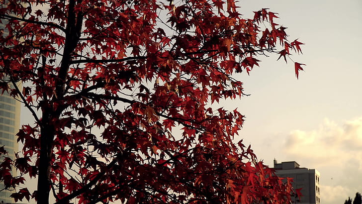 Istanbul, Maple Tree wallpaper