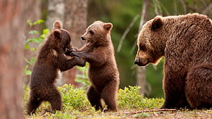Cubs, Bears wallpaper
