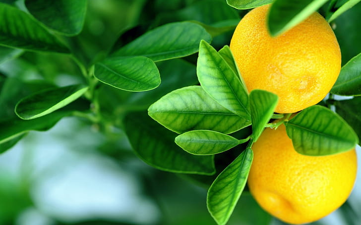 Tree, Lemons wallpaper