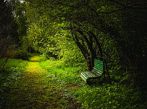Bench, Forest, Path wallpaper