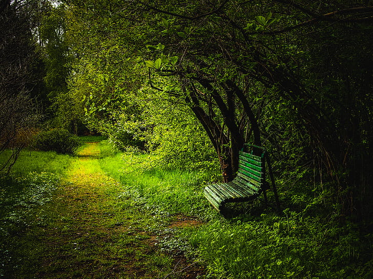 Bench, Forest, Path wallpaper