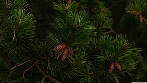 Cones, Pine Trees wallpaper