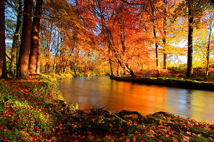 River,  , Fall, Forest wallpaper