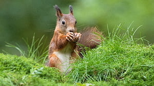 Eurasian red squirrel, Squirrels wallpaper