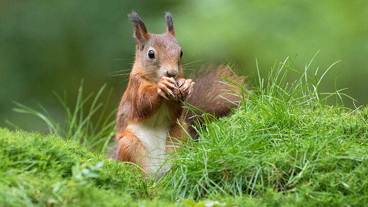Eurasian red squirrel, Squirrels wallpaper