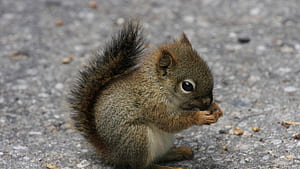 Squirrel, squirrel, animals wallpaper