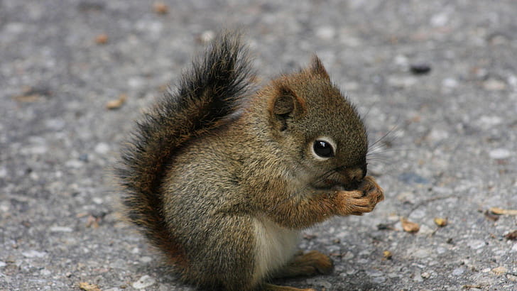 Squirrel, squirrel, animals wallpaper
