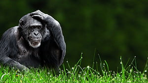 Monkey background, wallpaper