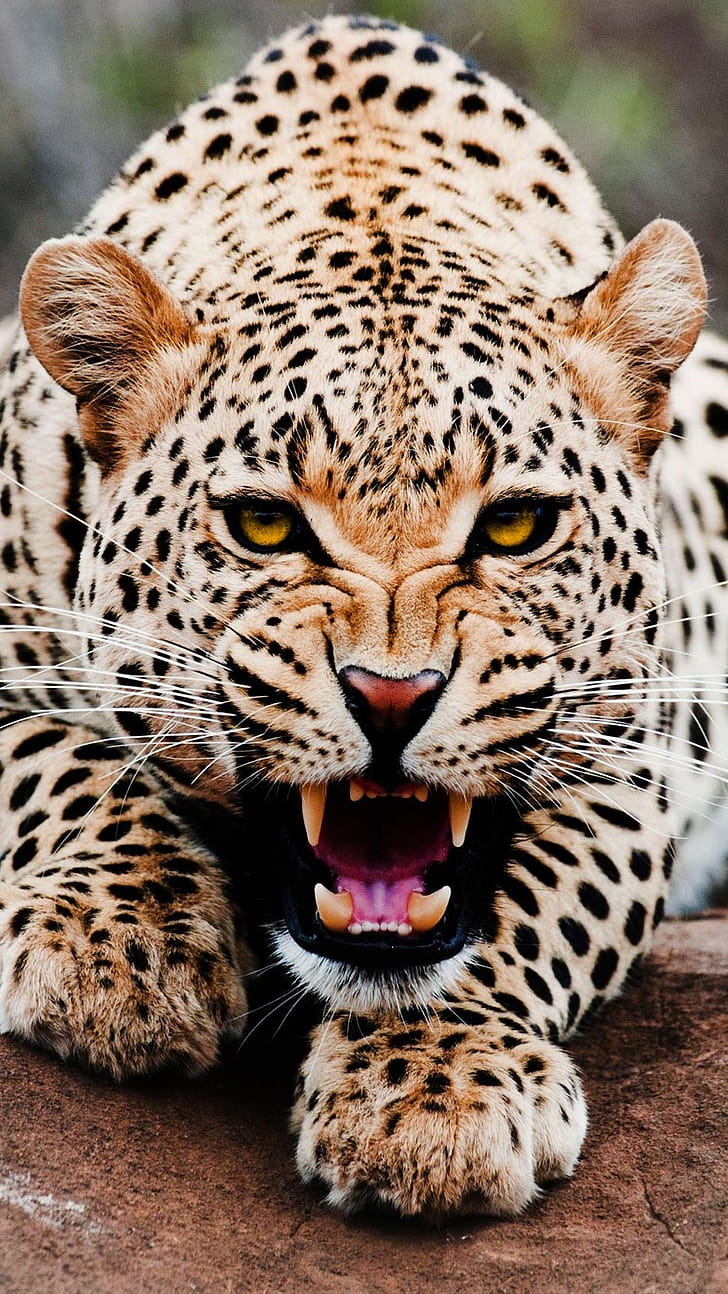 Leopard iPhone , Cool backgrounds phone wallpaper