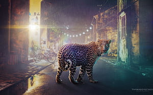 Night Leopard, night, leopard, creative, graphics wallpaper