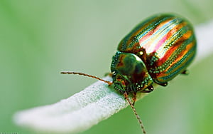 Beetle, Bug , , wallpaper