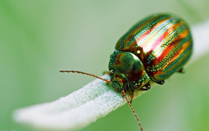 Beetle, Bug , , wallpaper