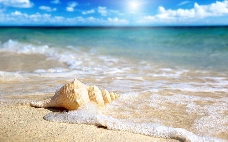 Foam, Sea Shell wallpaper