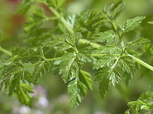 Chervil, Basic calories wallpaper