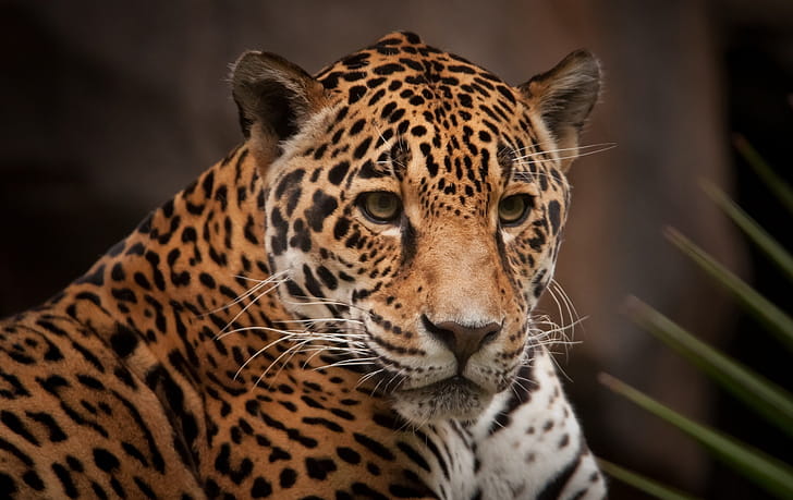 Leopard, Leopard , Animal wallpaper