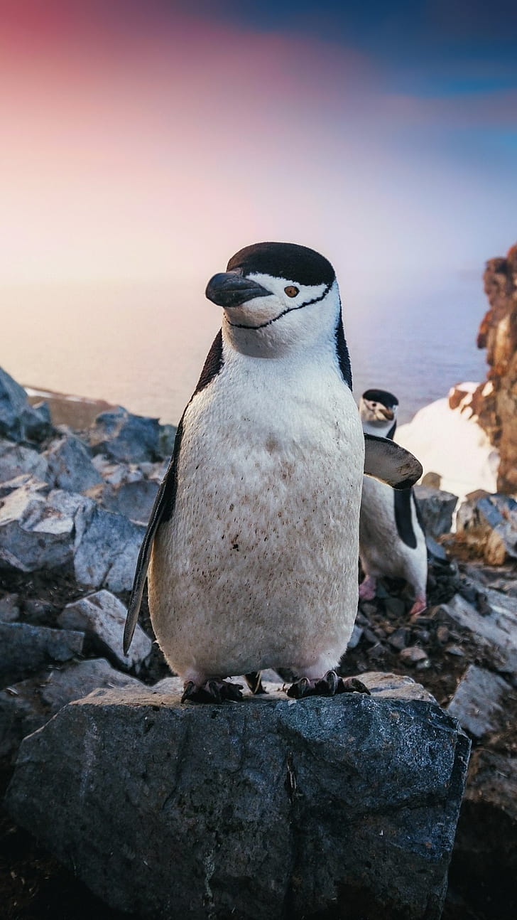Chinstrap, Penguins phone wallpaper