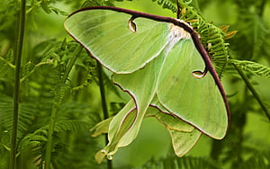 Moth , wallpaper