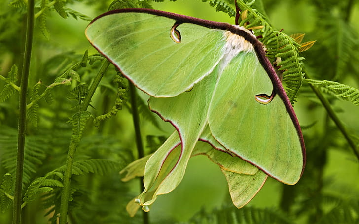 Moth , wallpaper