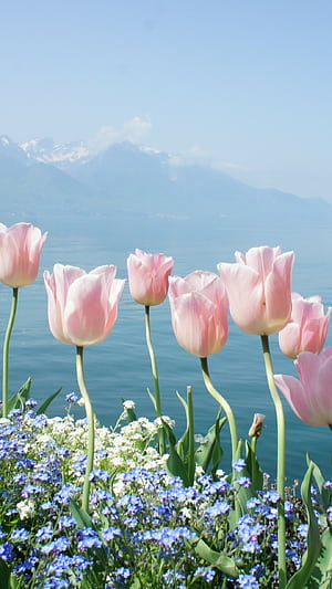 Tulips, Spring phone wallpaper