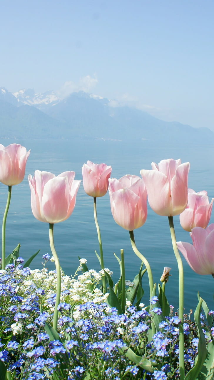 Tulips, Spring phone wallpaper