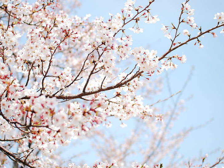 Cherry Tree,  cherry tree sakura flower,  resolution wallpaper