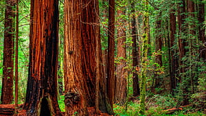 Trunk, Cedar Trees wallpaper