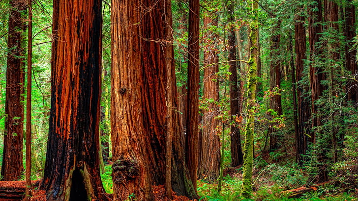 Trunk, Cedar Trees wallpaper