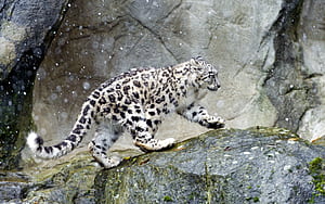 Snow leopard , Background wallpaper