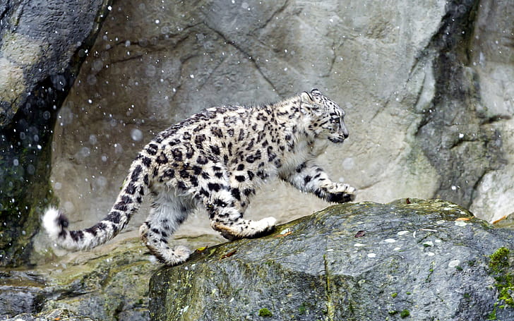 Snow leopard , Background wallpaper