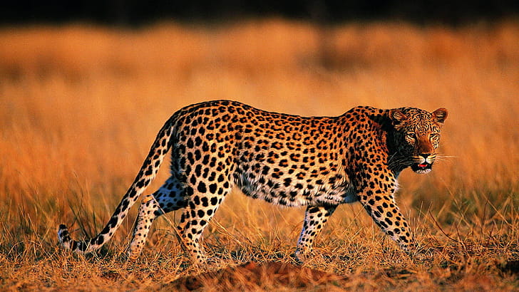 Leopard , Beautiful leopard wallpaper