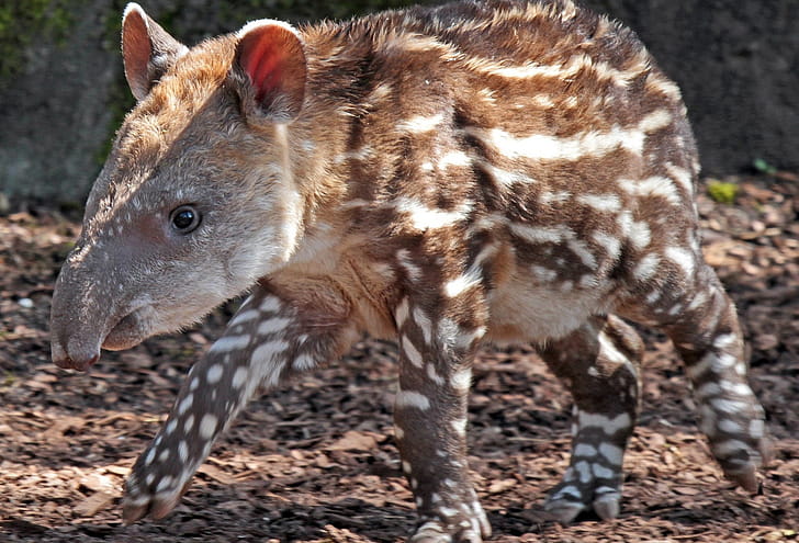 Tapir, , Background , Striking visuals wallpaper
