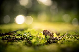 macro wallpaper